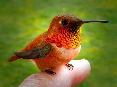 rufus, colibri roux/rufus hummingbird !