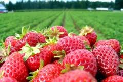 champ de fraises