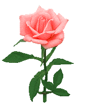 Voici une rose !