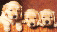 three golden puppies